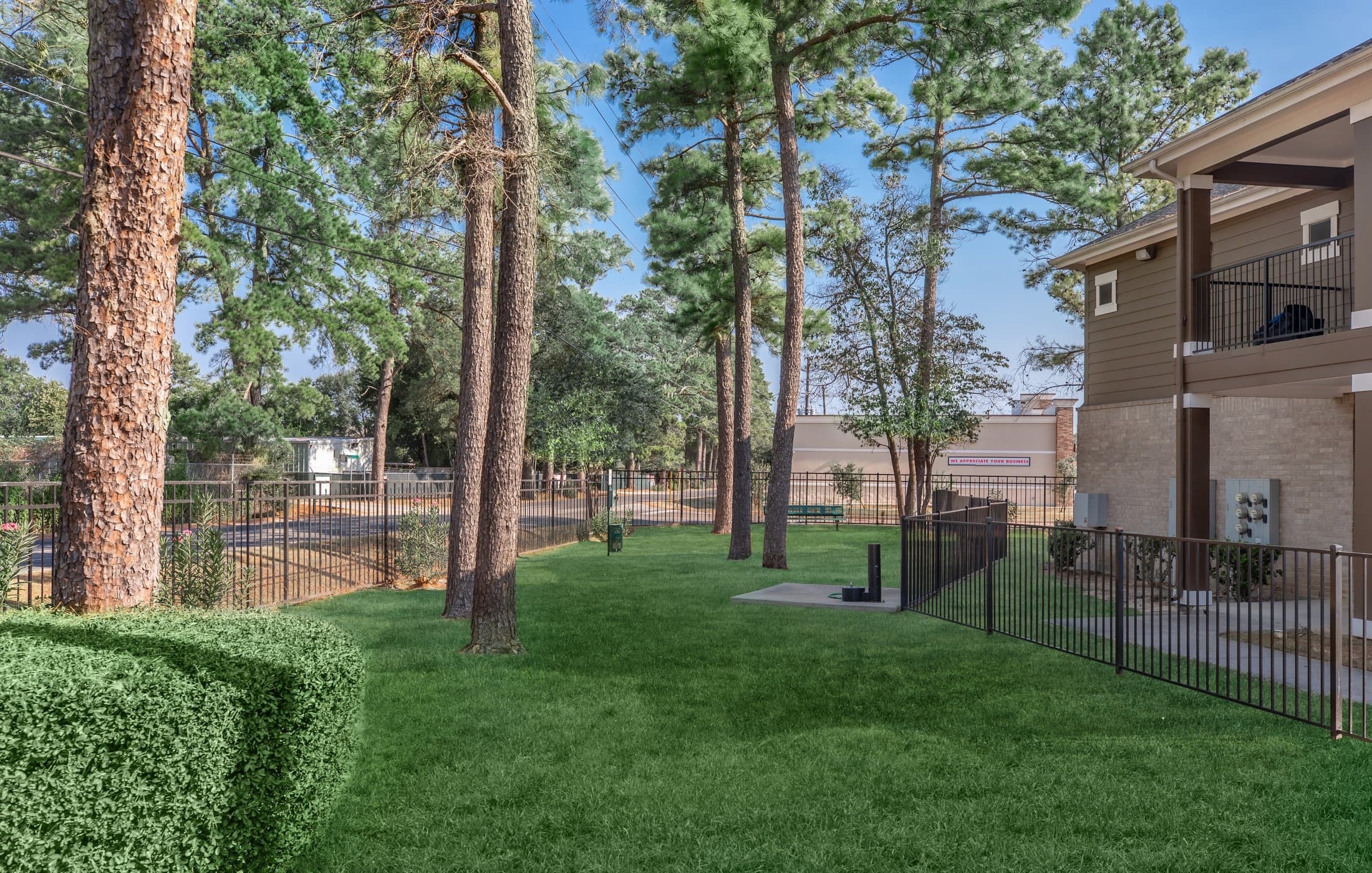 Windsor Cypress photo 2