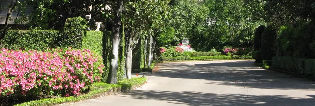 Raintree photo 2